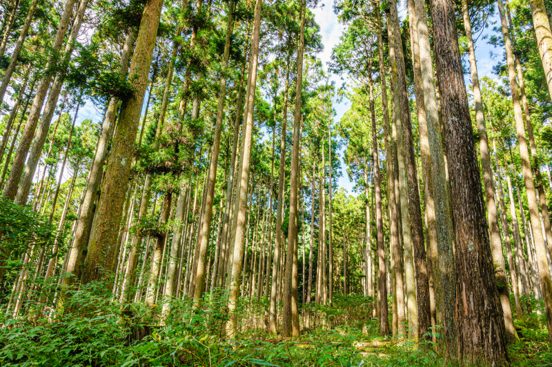 山林の買取