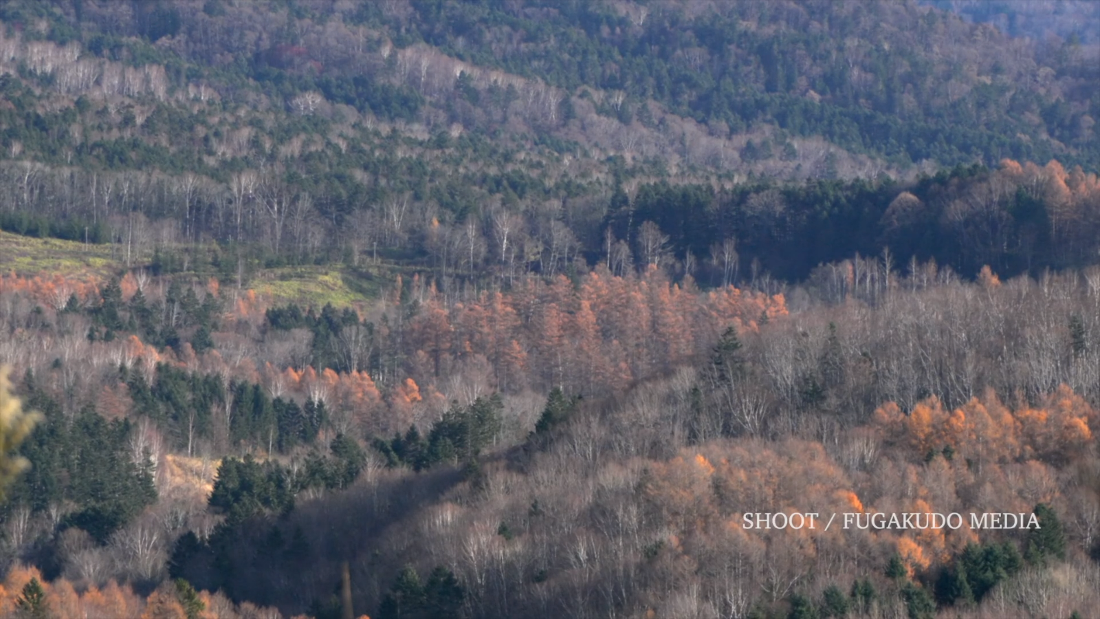 株式会社 TOP FOREST